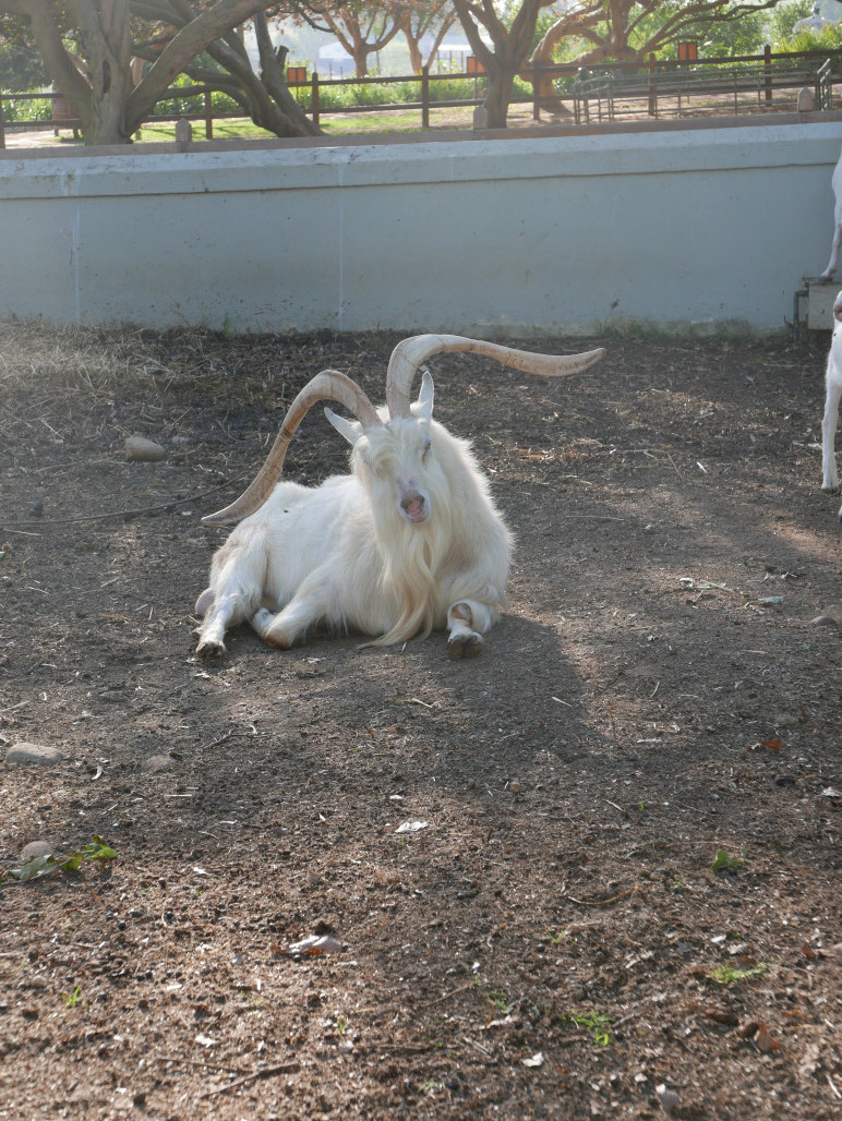Goats do Roam ;-)
